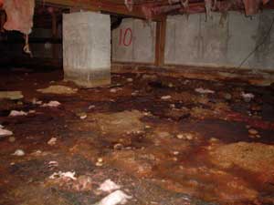 Standing water pooled across the dirt floor of a Raleigh, NC crawl space